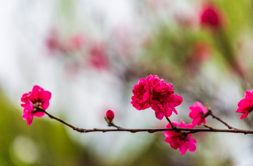 粉色桃 盛开的花朵 桃花 花儿 植物 桃树