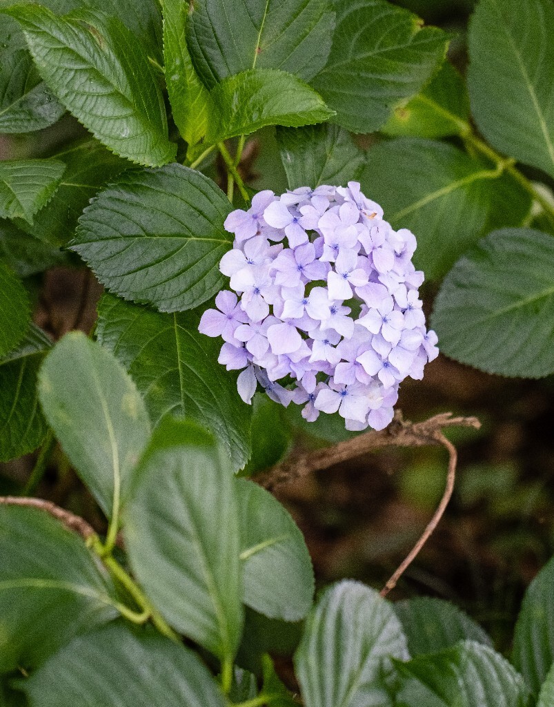 八仙花 粉团花 草绣球 紫绣球 紫阳花 绣球 绣球花 摄影 植物 花朵 花儿