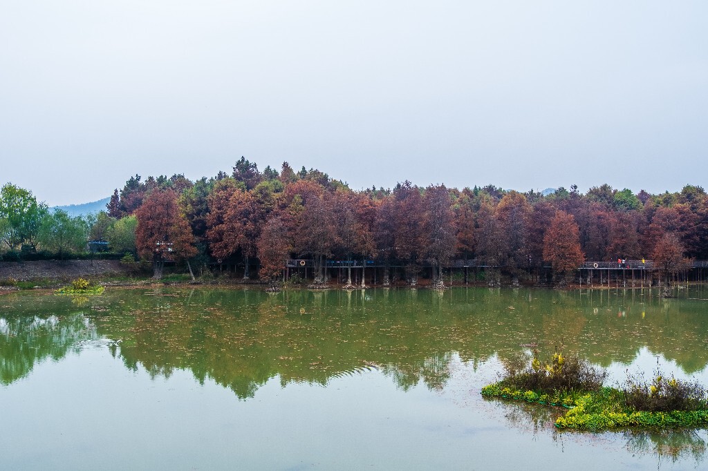 落叶乔木 水杉 梳子杉 树木 秋季 秋天 秋天的颜色 图片 摄影 风光 旅游