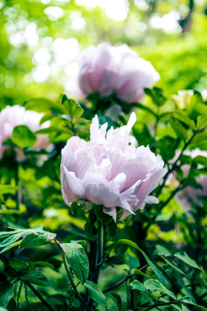 鼠姑 鹿韭 白茸 木芍药 百雨金 洛阳花 富贵花 牡丹 植物 花朵 花儿 牡丹花 含苞待放