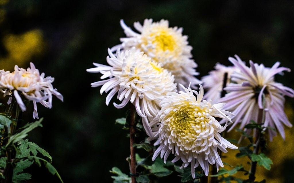 菊花 寿客 金英 黄华 秋菊 陶菊 日精 女华 延年 隐逸花 家菊 花儿 盛开的菊花