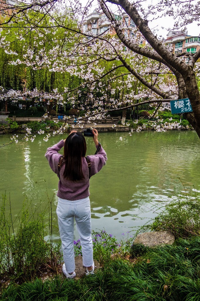 柳树 风光 摄影 小河 河水 自然 风光 自然风光 背影 拍照