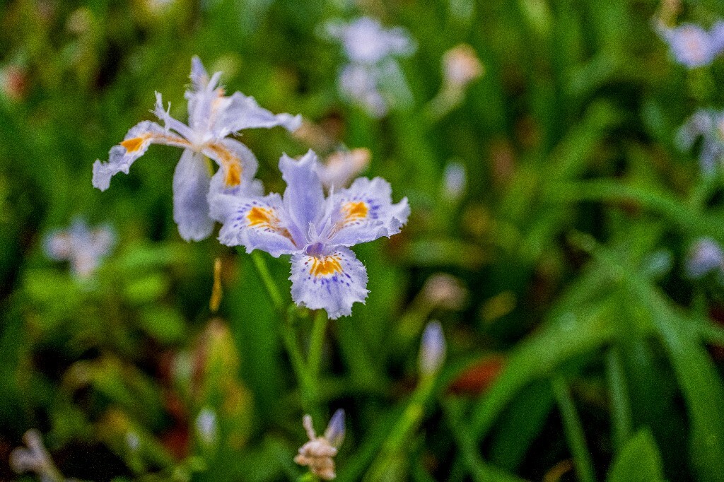 鸢尾 乌鸢 扁竹花 屋顶鸢尾 蓝蝴蝶 紫蝴蝶 蛤蟆七 蝴蝶花 植物 风光 摄影 微距  花草花朵