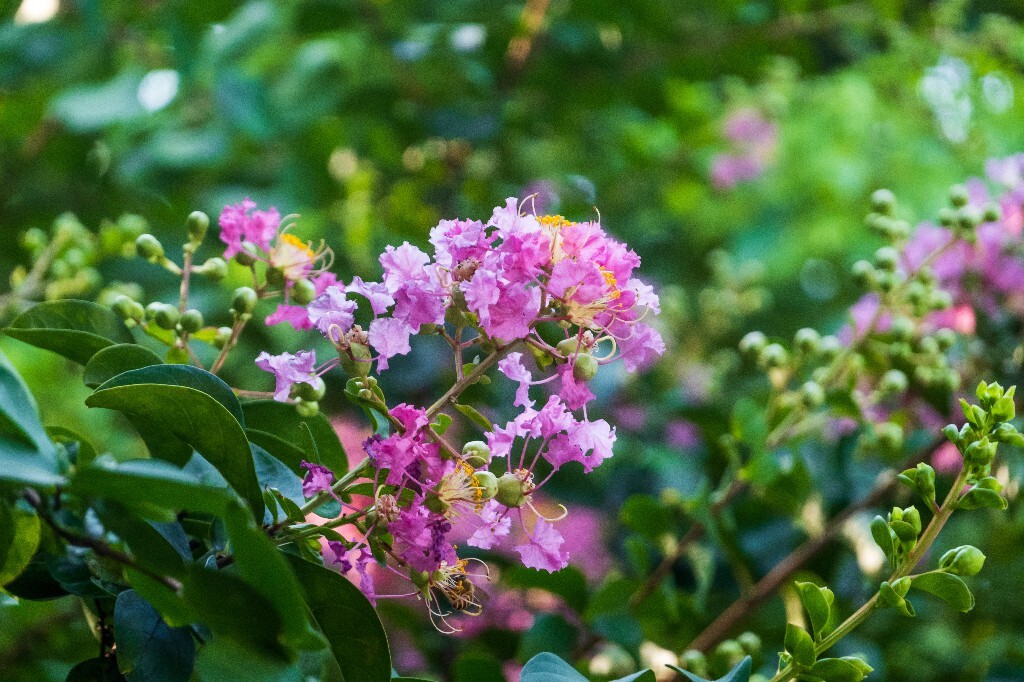 入惊儿树、百日红、满堂红、痒痒树、紫金花、紫兰花、蚊子花、西洋水杨梅、无皮树