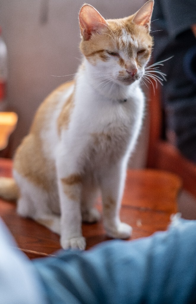 猫猫 喵星人 橘猫 小可爱 可爱的猫猫 街拍 宠物摄影