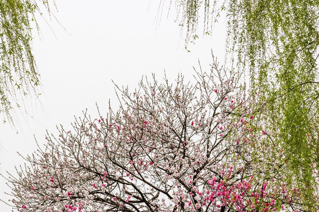 西湖桃花 桃花 自然 微距 风光 色彩 西湖之春 春天 桃红柳绿 西湖三月天