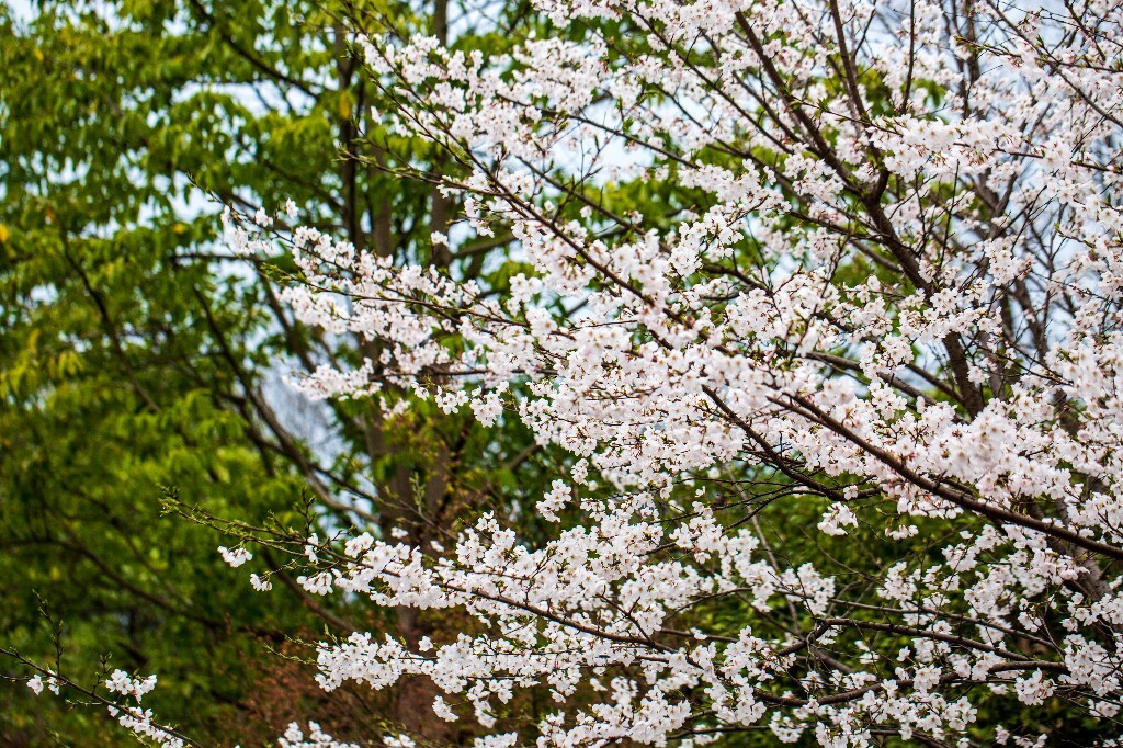 樱花 植物 花朵 粉色樱花 白色樱花 花儿 盛开的樱花