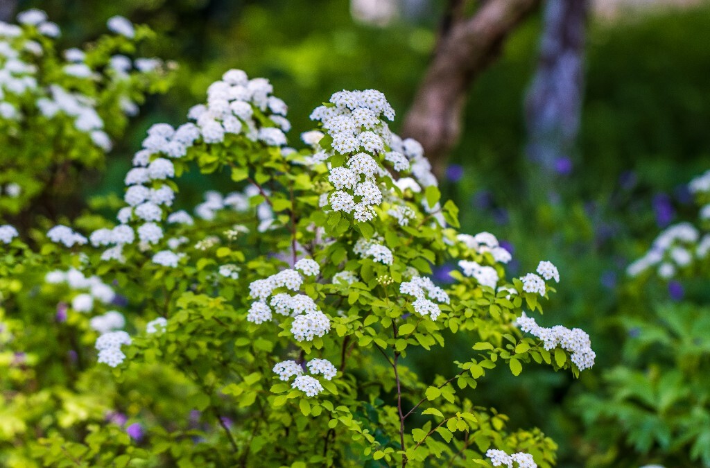 白色的小花 植物 风光 花草 摄影 花儿 花朵 旅行
