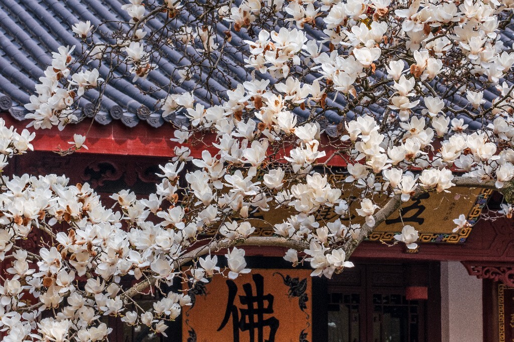 玉兰 玉兰花 植物 微距 摄影 风光 自然 法喜寺 500年玉兰 旅行 白色的玉兰