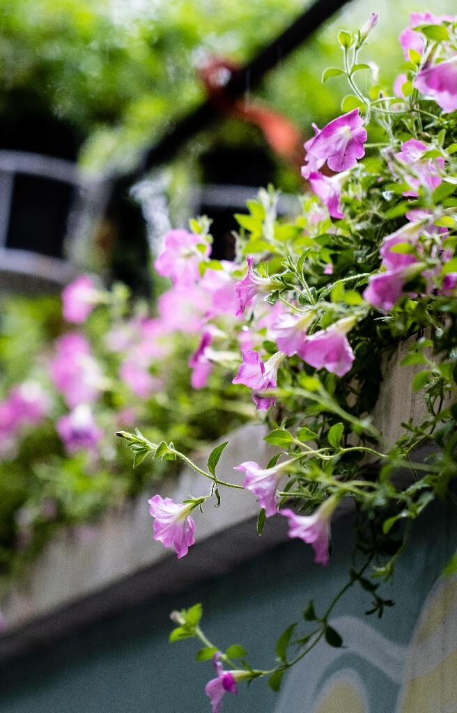 碧冬茄 矮牵牛 灵芝牡丹 撞羽牵牛 植物 花朵 花儿 自然 摄影