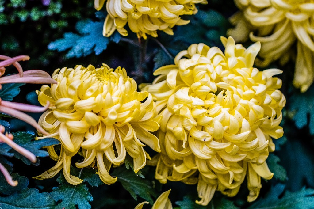 菊花 寿客 金英 黄华 秋菊 陶菊 日精 女华 延年 隐逸花 家菊 花儿 盛开的菊花