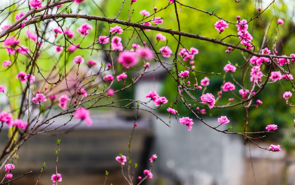 桃花 盛开的花朵 粉色桃 花朵 花儿 植物 摄影