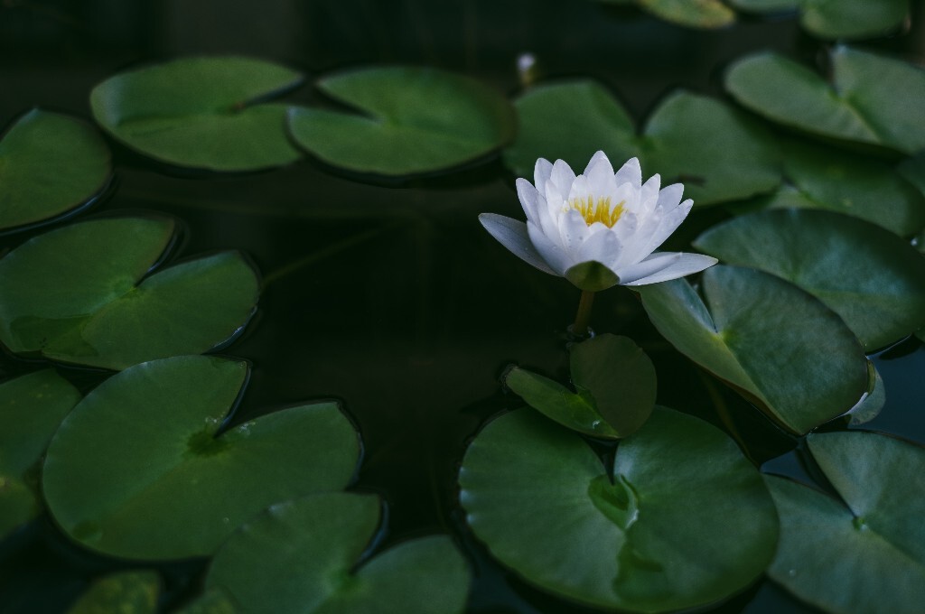 植物 风光 植物 睡莲 莲花 旅行  植物  水生植物