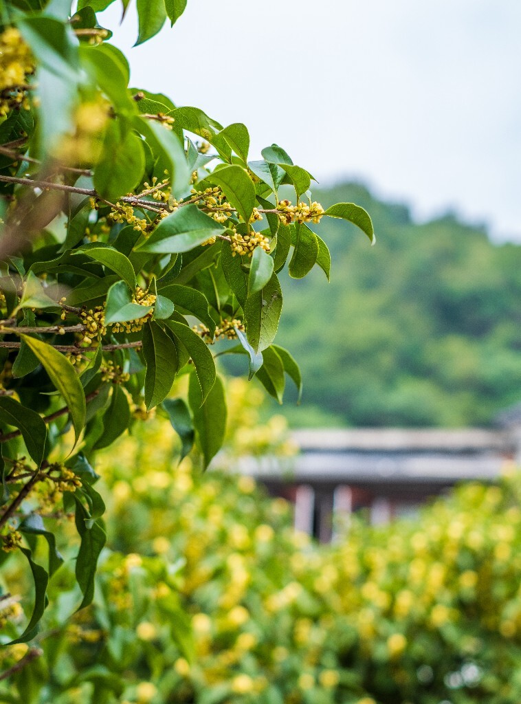 桂花 木樨 岩桂 金桂 银桂 丹桂 月桂 木犀 九里香 植物 花卉 盛开的桂花 桂花开了