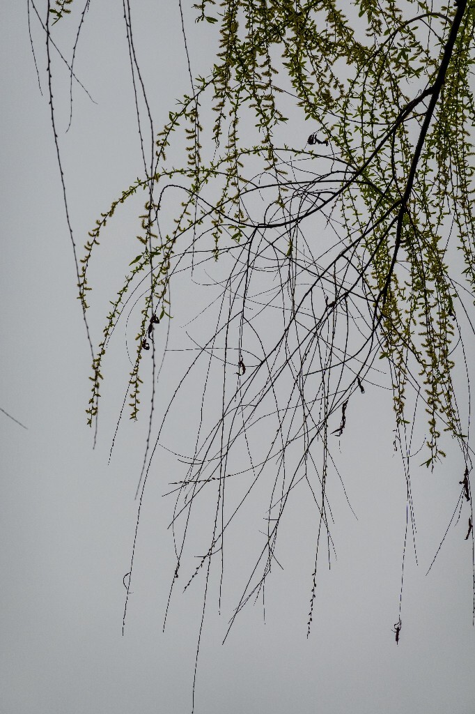 风光 西湖 柳树 叶子 植物