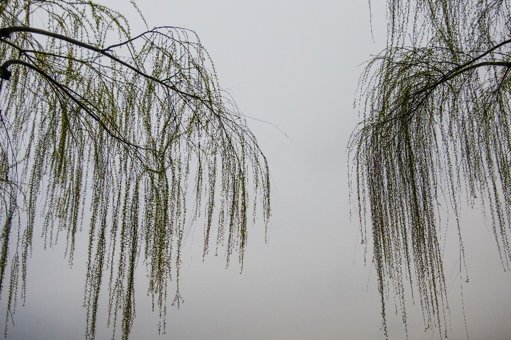 风光 西湖 柳树 叶子 植物