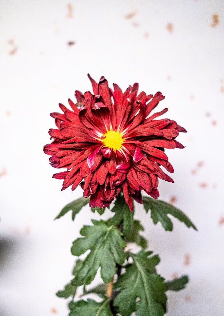 菊花 寿客 金英 黄华 秋菊 陶菊 日精 女华 延年 隐逸花 家菊 花儿 盛开的菊花