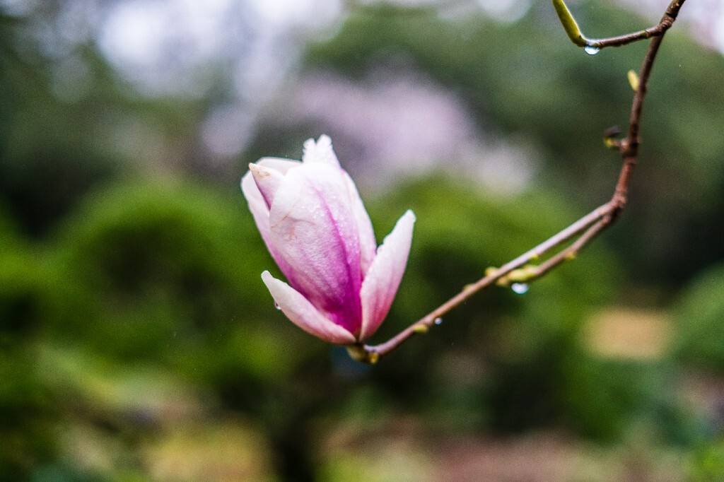 白玉兰 木兰 玉兰花 望春 应春花 玉堂春 辛夷花 玉兰 图片 花朵 花草 摄影 植物 风光