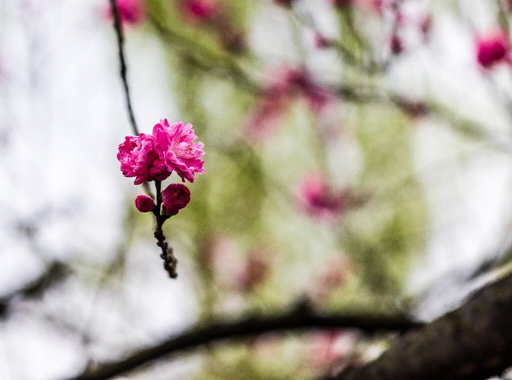 西湖桃花 桃花 自然 微距 风光 色彩 西湖之春 春天 桃红柳绿 西湖三月天