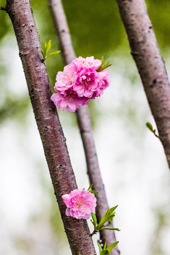 西湖桃花  桃花 自然 微距 风光 色彩 西湖之春    <br />
春天 桃红柳绿 西湖三月天