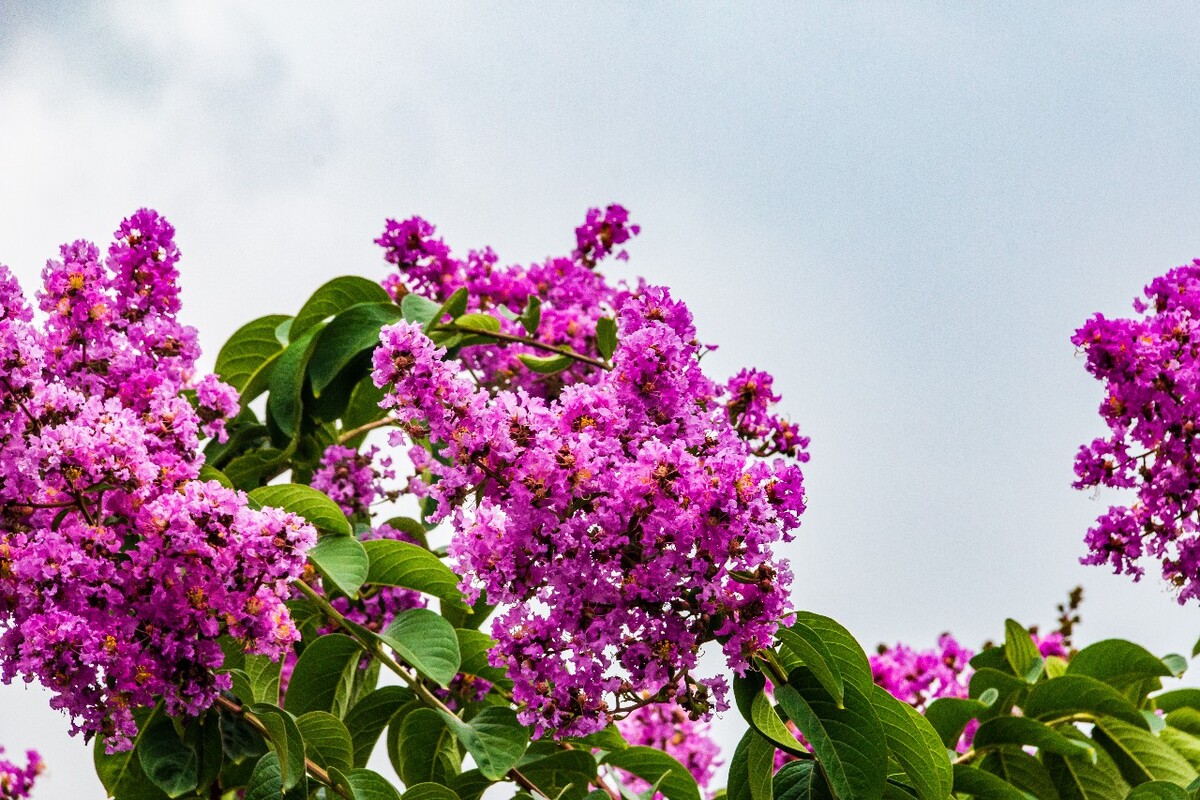 大花紫薇  紫薇  痒痒花 痒痒树 紫金花 紫兰花 蚊子花  紫薇花