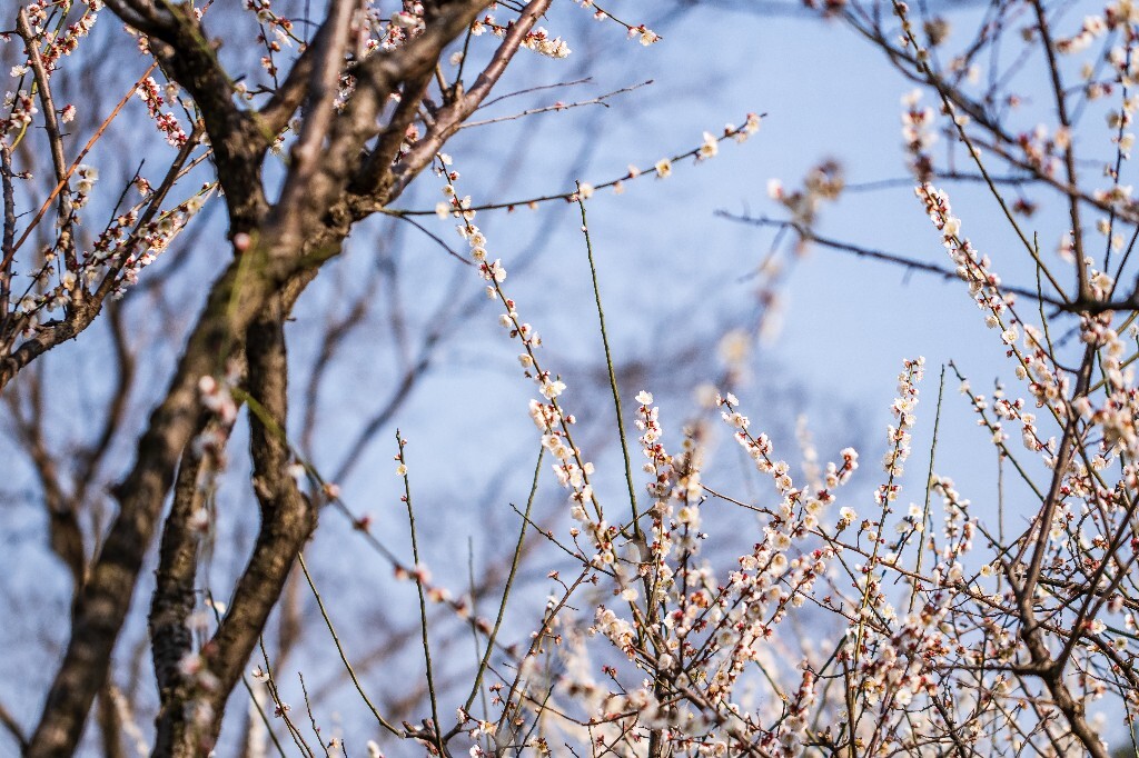 梅 梅花 植物 风光 花卉 花朵 花儿 摄影 旅行 赏花