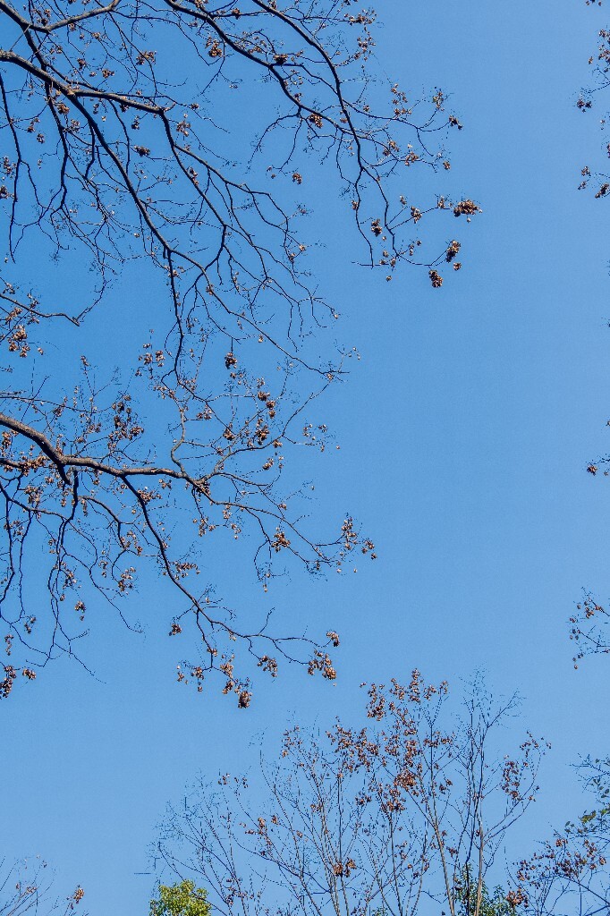 自然 风光 摄影  蓝天 果实 树木 自然风光 