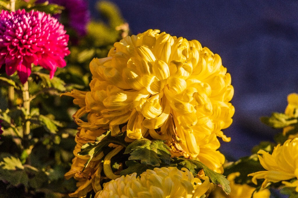 菊花 寿客 金英 黄华 秋菊 陶菊 日精 女华 延年 隐逸花 家菊 植物 花朵 图片 摄影 旅行 菊花展