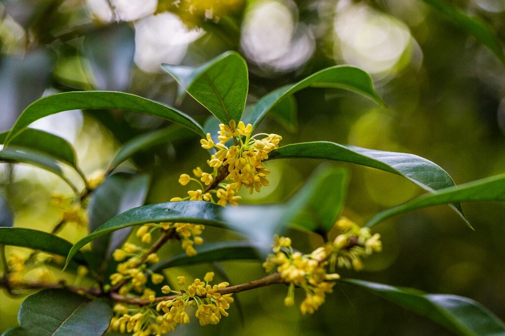 木犀 岩桂 木犀 九里香 桂花 植物 花朵 花儿  摄影 风光  金桂 银桂 丹桂