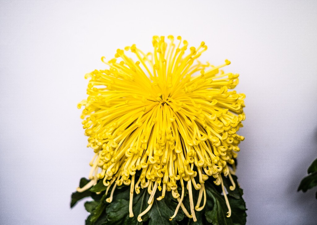 菊花 寿客 金英 黄华 秋菊 陶菊 日精 女华 延年 隐逸花 家菊 花儿 盛开的菊花