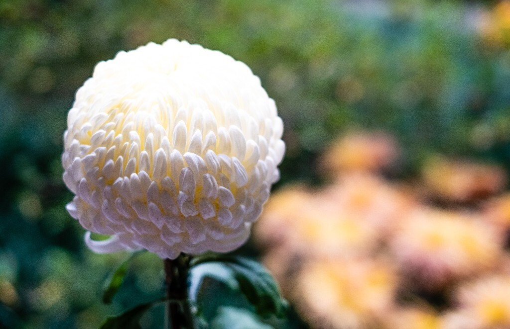 菊花 寿客 金英 黄华 秋菊 陶菊 日精 女华 延年 隐逸花 家菊 花儿 盛开的菊花
