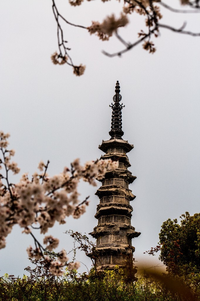 白塔 樱花 建筑 风光 摄影 花 植物