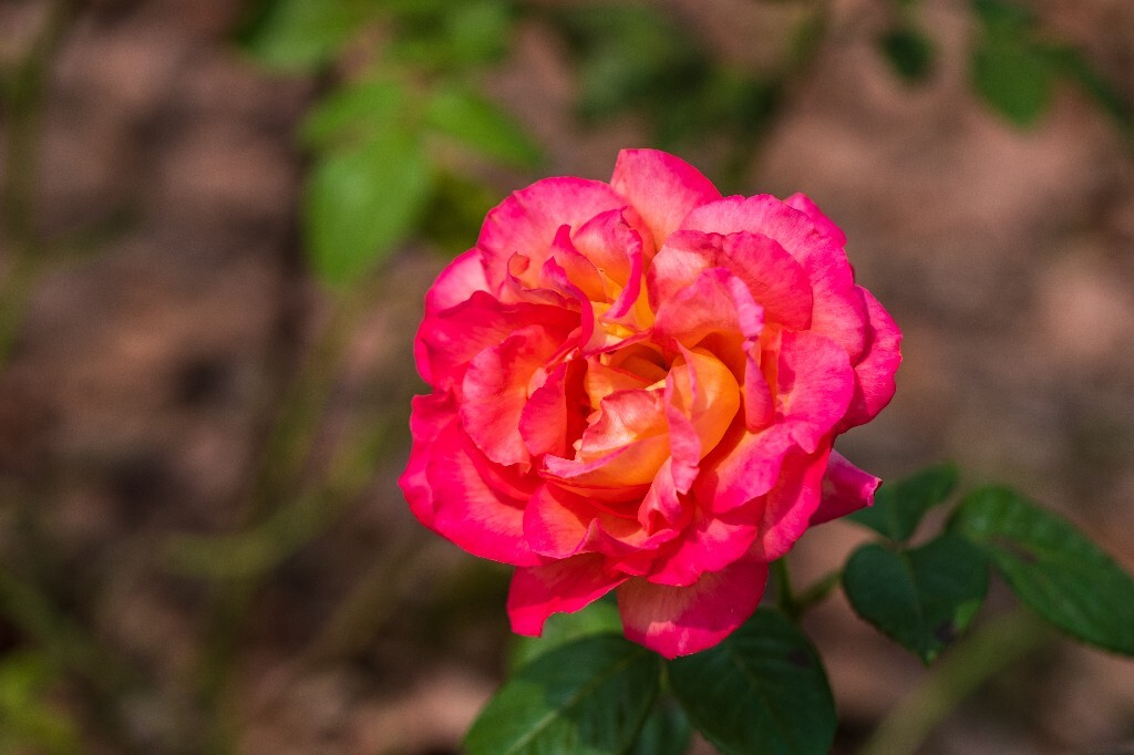 月季 植物 风光 花草 掇影 自然 花儿 花朵 鲜花