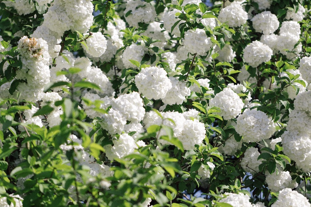 八仙花 粉团花 草绣球 紫绣球 紫阳花 绣球 木绣球 植物 风光 花草 摄影