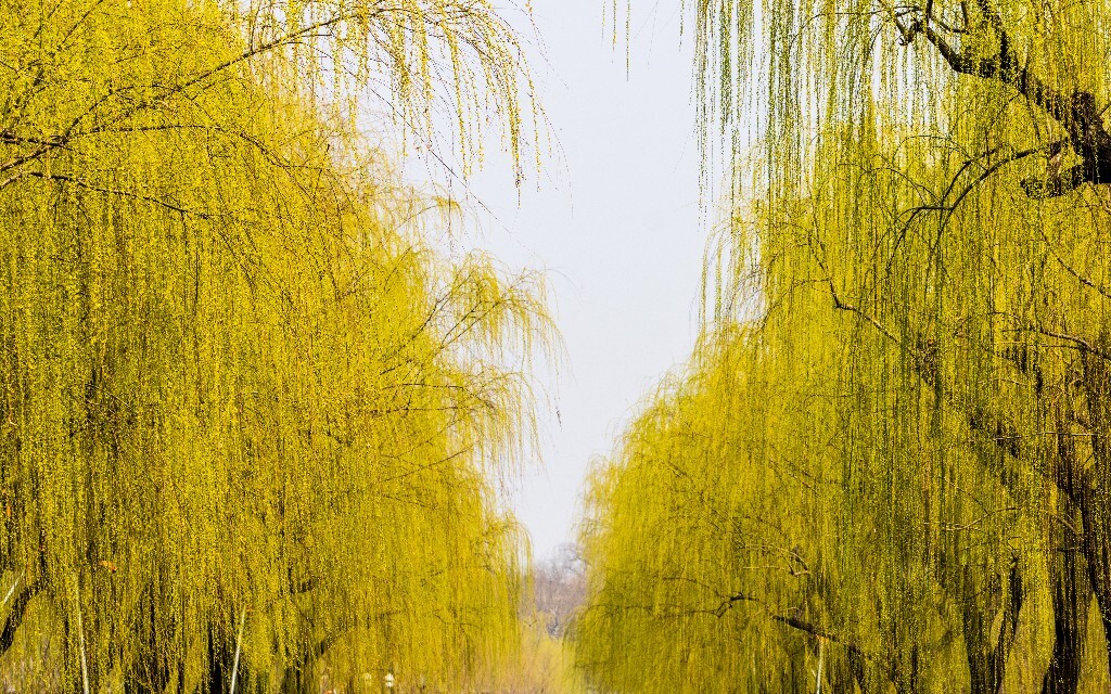 柳树 垂柳 西湖柳树 二月的柳树 西湖柳树 风光 自然 摄影 西湖风光