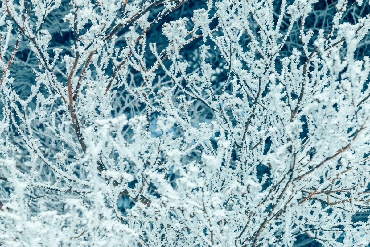 雪景 自然 风景 自然风光 大自然 黄山雪景 黄山风光 树枝上的雪 积雪 千里冰封 万里雪飘 银妆素裹