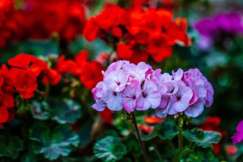 风光 花草 鲜花 花朝花 花儿 花朵 摄影