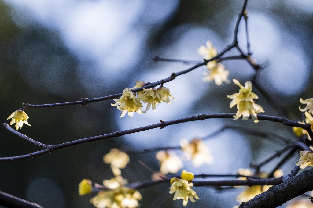 蜡梅 金梅 腊梅 蜡花 蜡梅花 蜡木 麻木紫 石凉茶 唐梅 香梅 植物 微距 摄影 风光 花朵 花草