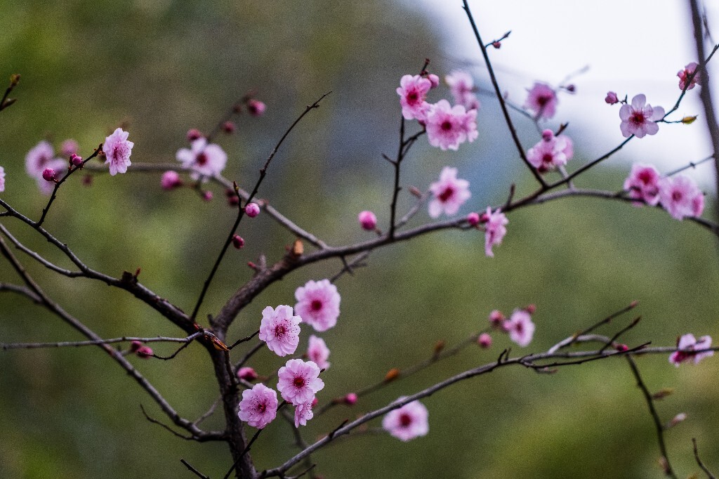 桃花 植物 花朵 花儿 风光 微距 摄影 自然风光 盛开的桃花
