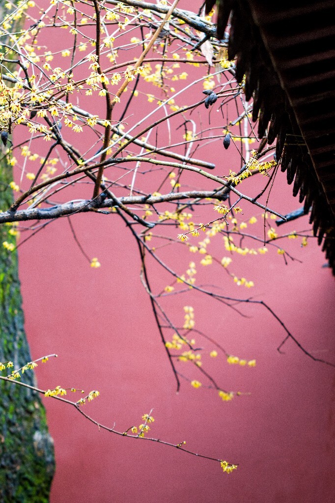 梅花 腊梅 风光 摄影 自然 植物 微距 旅行 建筑 钱王祠