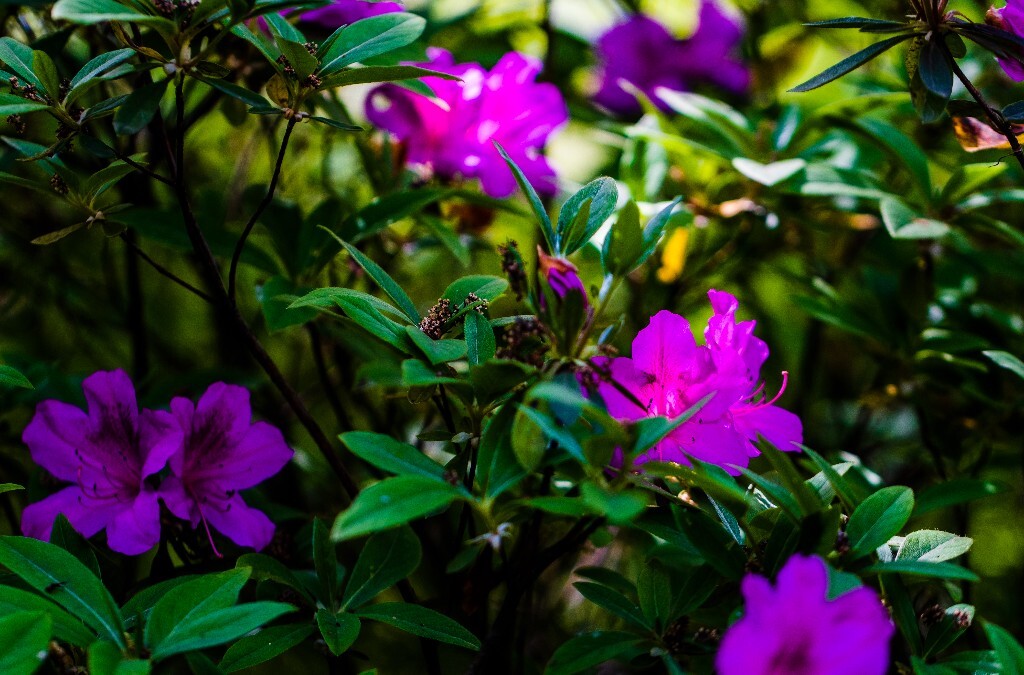 杜鹃 杜鹃花 山踯躅 山石榴 映山红 照山红 唐杜鹃 花朵 花草 植物 摄影