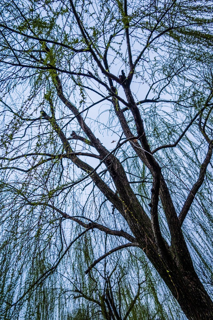 柳树 风光 西湖风光 柳树 柳叶 西糊柳树 植物 叶子