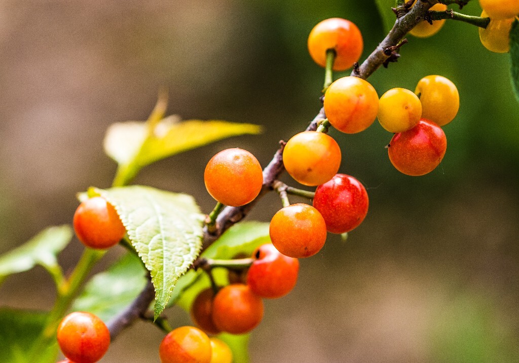 樱桃 水果 摄影 水果摄影 微距 水果樱桃 樱桃特写 美食 红红的樱桃
