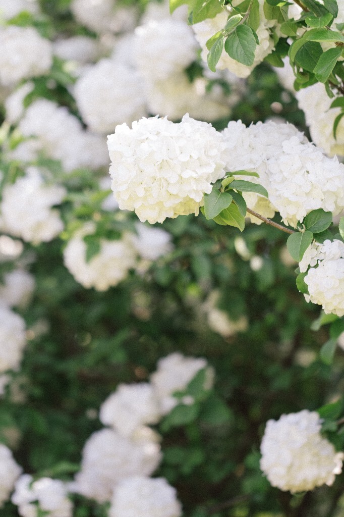八仙花 粉团花 草绣球 紫绣球 紫阳花 绣球 木绣球 植物 风光 花草 摄影