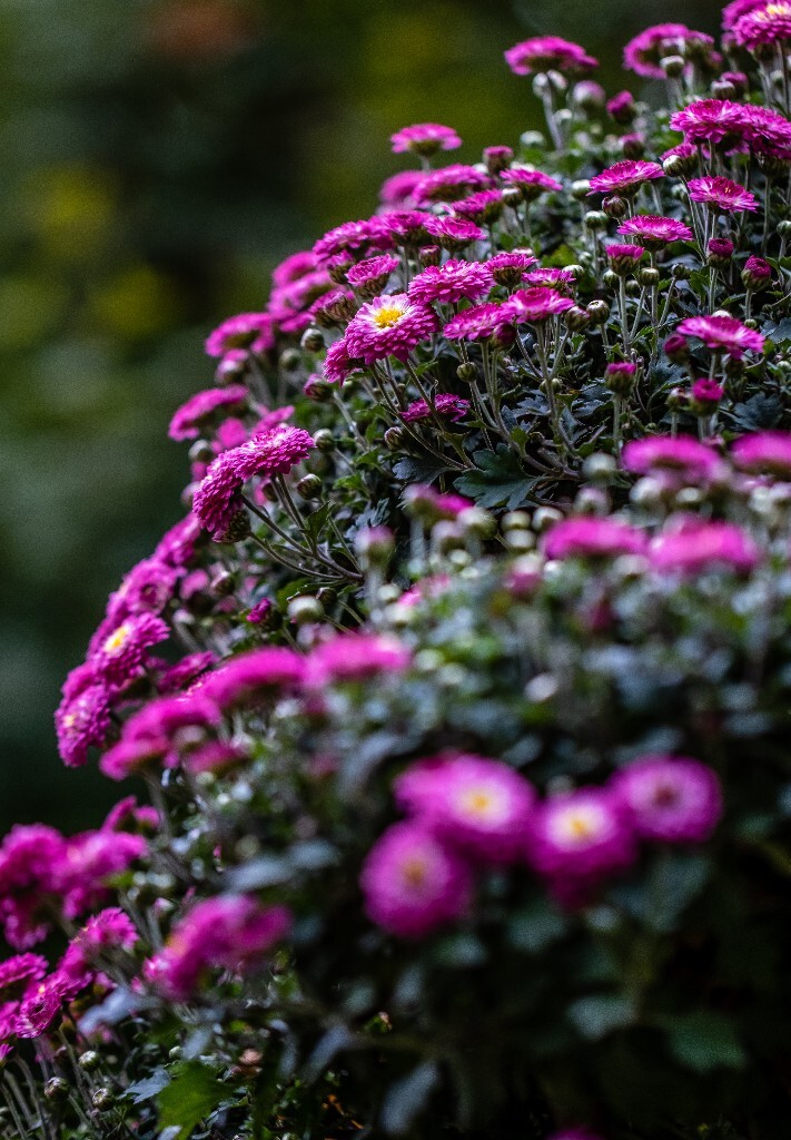 菊花 寿客 金英 黄华 秋菊 陶菊 日精 女华 延年 隐逸花 家菊 花儿 盛开的菊花