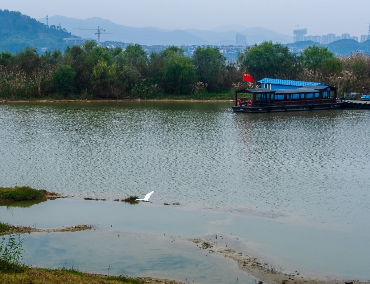 青山湖白鹭 白鹭 湖水 青山湖 风光 风景 水 湖 白鹤 鸟 大白鹭 中白鹭 小白鹭 黄嘴白鹭