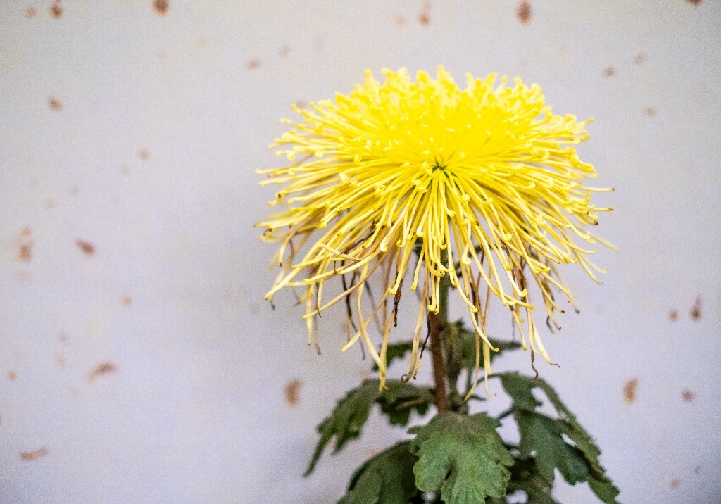 菊花 寿客 金英 黄华 秋菊 陶菊 日精 女华 延年 隐逸花 家菊 花儿 盛开的菊花