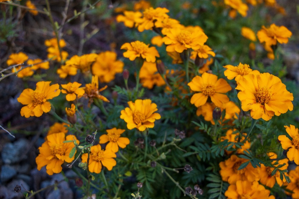 黄秋英 硫华菊 硫磺菊 波丝菊 枫茅草 合好乌 黄波斯菊 黄花波斯菊 图片 摄影 旅行 植物 花草