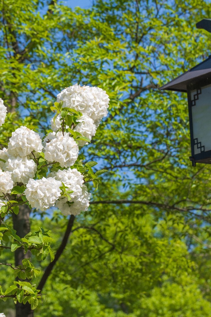 八仙花 粉团花 草绣球 紫绣球 紫阳花 绣球 木绣球 植物 摄影 风光 花朵 花儿 绣球花