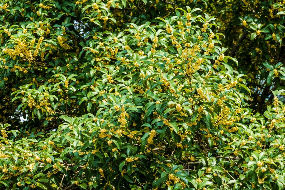岩桂 木犀 九里香 金 植物 摄影 花草 桂花 金桂 银桂 丹桂 月桂